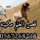 قص غنم مكينه