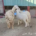 تم البيع