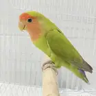 ببغاء روز أليف وصحته ممتازة للبيع