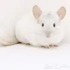 شنشيلة صاحب أنعم فرو بالعالم