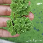 ازولا . علف الحيونات متوفر بالقنفذه المثلث