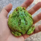 باك مان