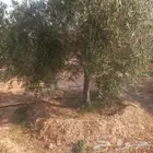 زيتون للبيع مثمر