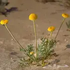بذور قرقاص