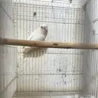 انثى روز البينو منتجه تم البيع