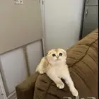 فندقة قطط فندقه ولاده قطط و فندقه تعقيم او اخصاء القطط