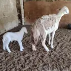 شاه صنف سدس تحتها طلي مشروع ماشاءالله تبارك الله