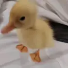 بط للبيع النوع بكيني