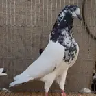للبيع حمام بكستاني فواخر حمام مطير