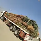 نخل واشنطونيا الزينه والنخل العربي