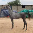 مهر مكس جمال (مبيوع)