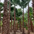 نخل واشنطني