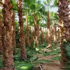 نخل بجميع مقاساته