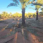 نخل لبيع عربي