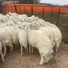 غنم طيبه العدد 100راس دفيع كلها مشروطه منوة القاني