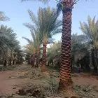 نقوم بتلقيح وتكريب وتشويك وتحويض انخيل