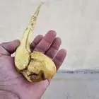 عصا من شجر الرمان ( تم البيع )