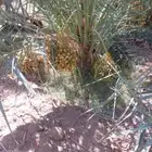 جثايث مثمره