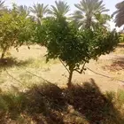 يوجد لدينا حمضيات يوسف فندي ليمون برتقال بو صره تين رمان عنب