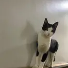 قط مفقود المدينة حي ابو مرخة ت6