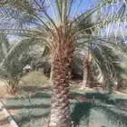 نحن نقوم بتركيب الشبوك وزراعه النخيل