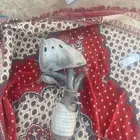 قزوز كامري من 2003الى 2011