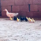 بطه مصري مع صيصانها