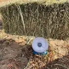 علف ذرة جيزاني حمرا