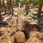 توريد النخيل الوشنطنيأ والبلدي تكريب