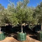 زيتون معمر مثمر ونخيل عربي واشنطني