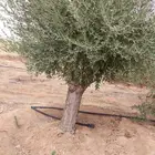 لدينا جميع انواع الزيتون وزرعتهن وخدمات نقلها وبا اسعار مناس