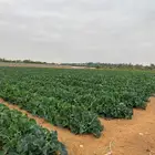 مزراعه الضبيعه الخرج الهياثم العفجه الرحمانيه