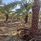 نخل صقعي وخلاص نقايل وفسايل وشاجارجهنميه وشبوك جميع المناطق