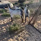 معزا بيشيه خلفات فواخر