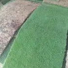 نجيل ثيل عشب طبيعي جميع الانواع رقم 1