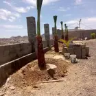 يوجد الدنيا جميع انواع انخيل زينه واشنطن