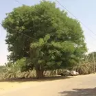 بذور اشجار اللبخ
