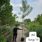 اشجار النيم