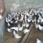 ديوك لبيع