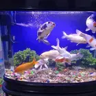 Aquarium and Koi Fish