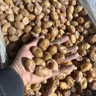 تمور