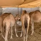 موقعنا الباحة الرياض تبوك الخرج مكة