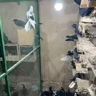 قطايف طيبه للبيع تم البيع