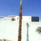 نخل للبيع نخيل عربي ونخل واشنطني زينه امريكي
