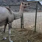 نياق لقايح كفو