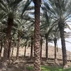 نخل للبيع جثايث وفسايل