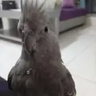طير كروان مفقود ابو عصام