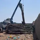 نخل للبيع عربي واشنطونيا