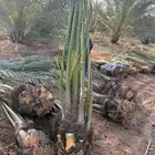 موجود فسايل اخلاص 2000حبه احجام كبيره على 25ريال الحبه