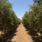يوجد لدينا جميع انواع الزيتون المثمر